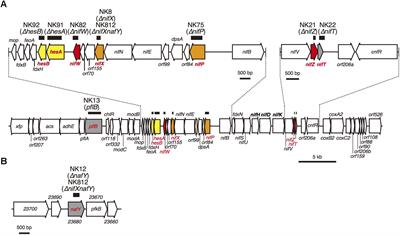 Accessory Proteins of the Nitrogenase Assembly, NifW, NifX/NafY, and NifZ, Are Essential for Diazotrophic Growth in the Nonheterocystous Cyanobacterium Leptolyngbya boryana